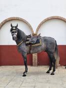 Caballo de Pura Raza Espa&ntilde;ola 2021 castrado 