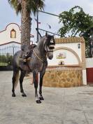 Caballo de Pura Raza Espa&ntilde;ola 2021 castrado 