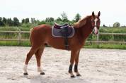 Superbe Hongre de 4 ans