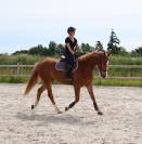 Superbe Hongre de 4 ans