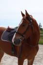 Superbe Hongre de 4 ans