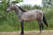4 ans - Gros potentiel CSO - Chacco-white