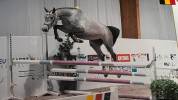 4 ans - Gros potentiel CSO - Chacco-white