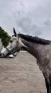 4 ans - Gros potentiel CSO - Chacco-white