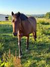 Ponette 11 ans pour d&eacute;marrer les concours