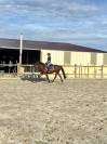 Ponette 11 ans pour d&eacute;marrer les concours