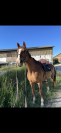 Cheval de loisir