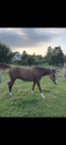 Cheval de loisir