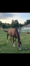 Cheval de loisir