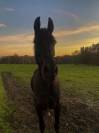 Cheval de loisir 