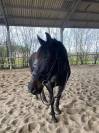 Cheval de loisir 