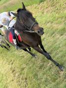 Cheval de loisir 