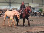 Puledro PRE Andaluso In vendita 2025 Palomino ,  ADAGIO CALLER