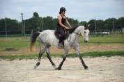 Cours / travail du cheval - &eacute;quitation &eacute;thologique