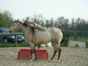 Cours / travail du cheval - &eacute;quitation &eacute;thologique