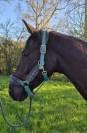 A vendre hongre 8 ans Cso Cce