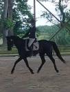A vendre hongre 8 ans Cso Cce