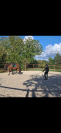 Trotteur Fran&ccedil;ais 9 ans