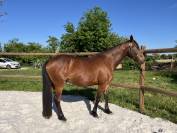 Trotteur Fran&ccedil;ais 9 ans
