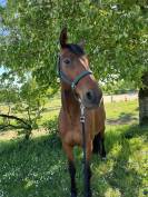 Trotteur Fran&ccedil;ais 9 ans