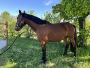Trotteur Fran&ccedil;ais 9 ans