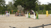Welsh part-Bred 4 ans