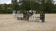 Welsh part-Bred 4 ans