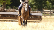 Welsh part-Bred 4 ans
