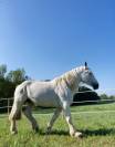 Diva -Jument 13 ans Percheronne grise 