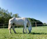 Diva -Jument 13 ans Percheronne grise 