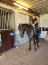 D pony