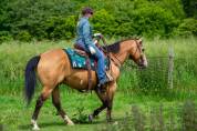 Hongre Paint horse 10 ans