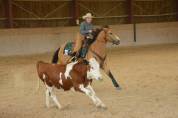 Hongre Paint horse 10 ans
