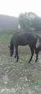 Nipote varenne