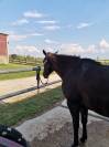 Jument quarter horse