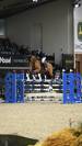Mooie talentvolle spring merrie te koop