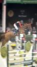 Mooie talentvolle spring merrie te koop