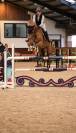 Mooie talentvolle spring merrie te koop