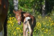 POULAIN PONEY  B PIE BAI 