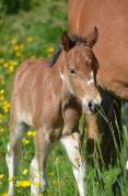 POULAIN PONEY  B PIE BAI 