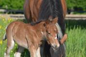 POULAIN PONEY  B PIE BAI 