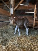 POULAIN PONEY  B PIE BAI 