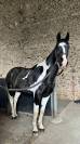 Cheval pie &agrave; vendre 