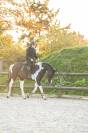 Cheval pie &agrave; vendre 