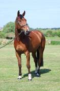 LEXINGTON DE SALIGNAC