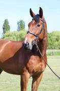 LEXINGTON DE SALIGNAC