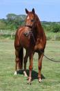LAFAYETTE D'ANCHAT