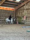 Jument ONC typ&eacute;e Espagnole 9 ans 