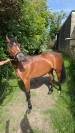 Top ponette CSO 4 ans