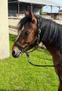 Top ponette CSO 4 ans